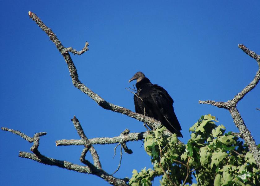 Congress Mulls Bills Meant to Help Ranchers Defend Calves From Vultures